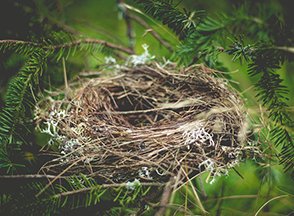 Empty bird next made out of twigs and straw