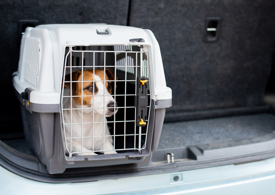 http://pbcauthor/coextension/SiteImages/News/Evacuating with pets.jpg
