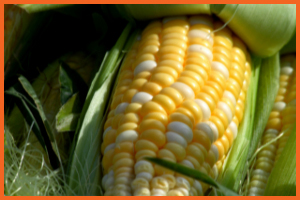 Corn