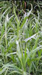 Paragrass on the edge of a field