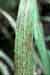 Rust stain on sugar cane leaf