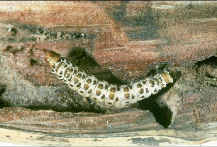 wormlike larva