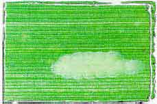 white spot on leaf