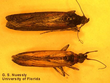 two  yellow orange looking insects