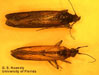 two  yellow orange looking insects