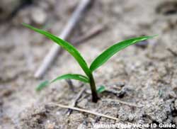 small green plant