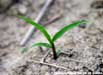 small green plant