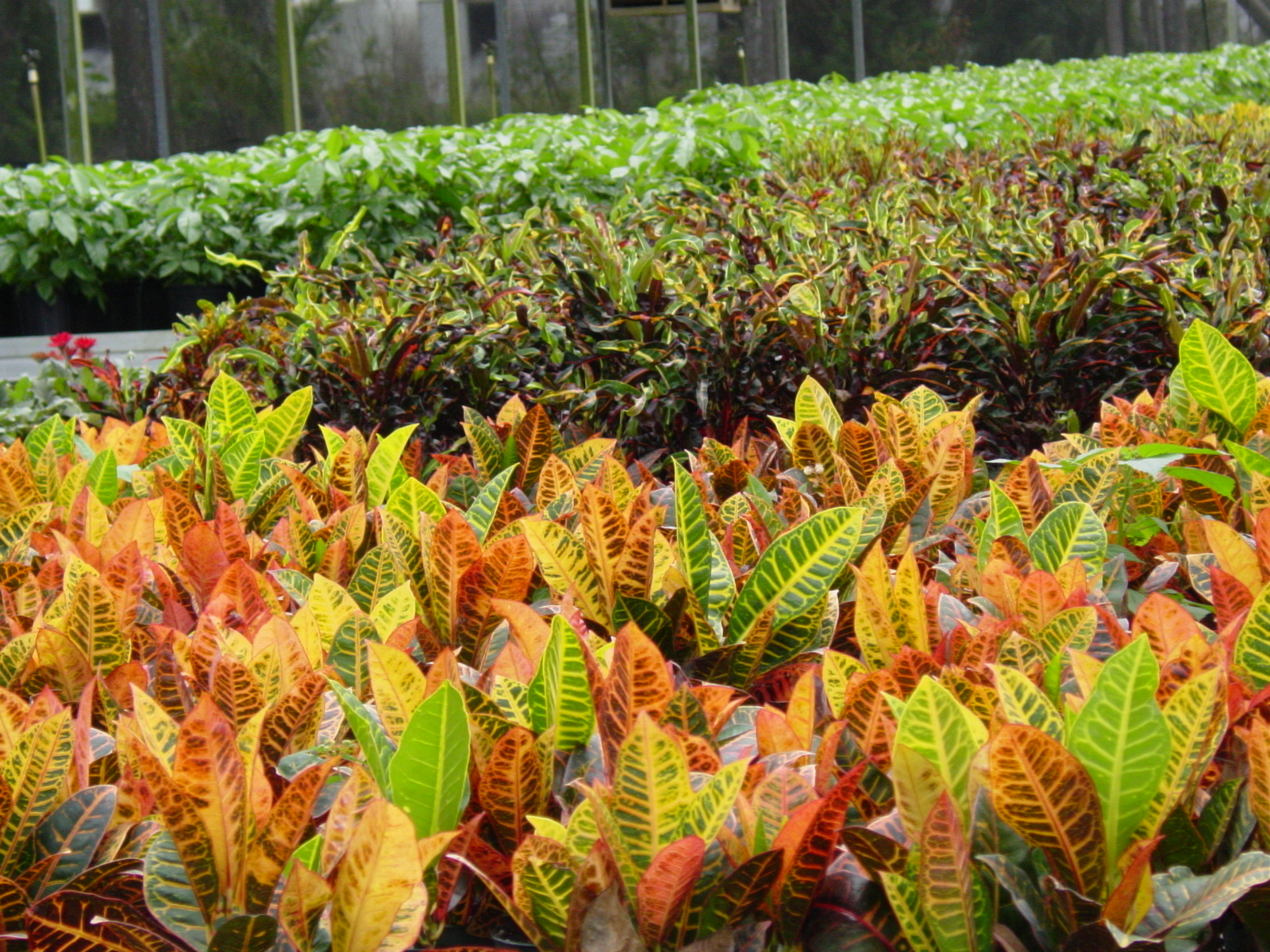 Crotons grown in a nursery