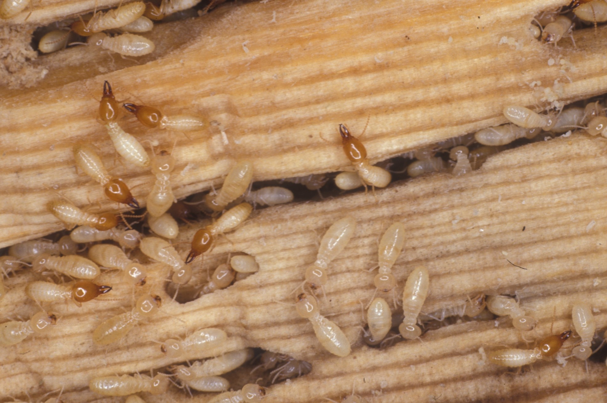 Formosan Termites
