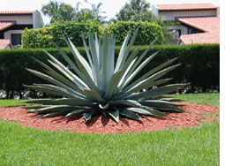 plant in grass