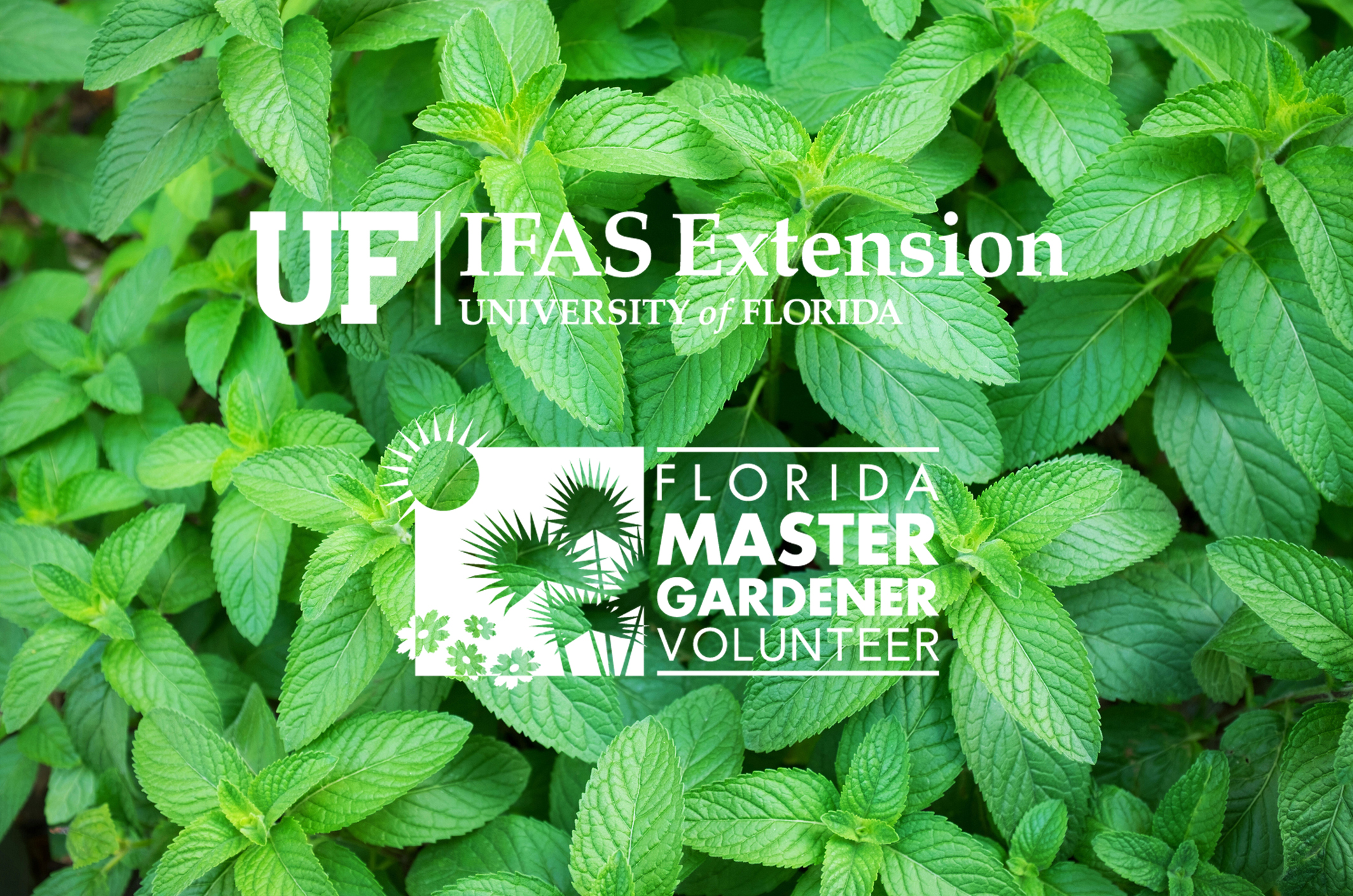 Spearmint Master gardener logo