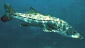 snook picture