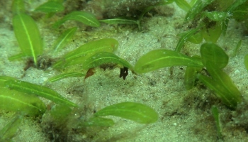 sea grass picture