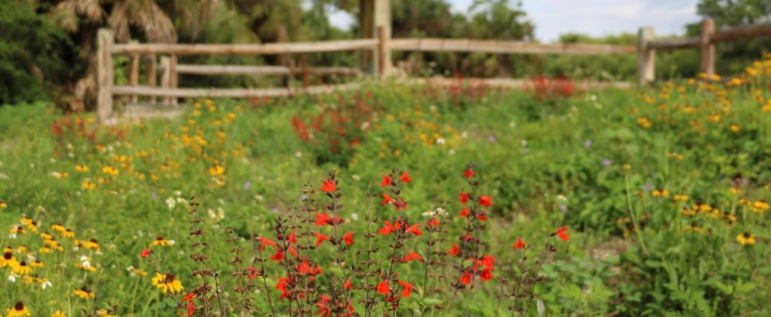 Native butterfly garden plants