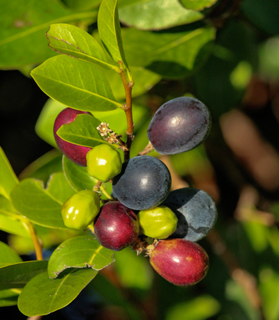 Close up of cocoplum leaves and fruits