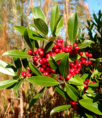 Close up of Dahoon leaves and berries