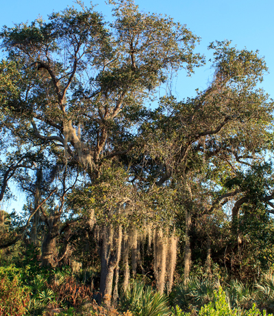 Sprawling live oak tree with spanish moss