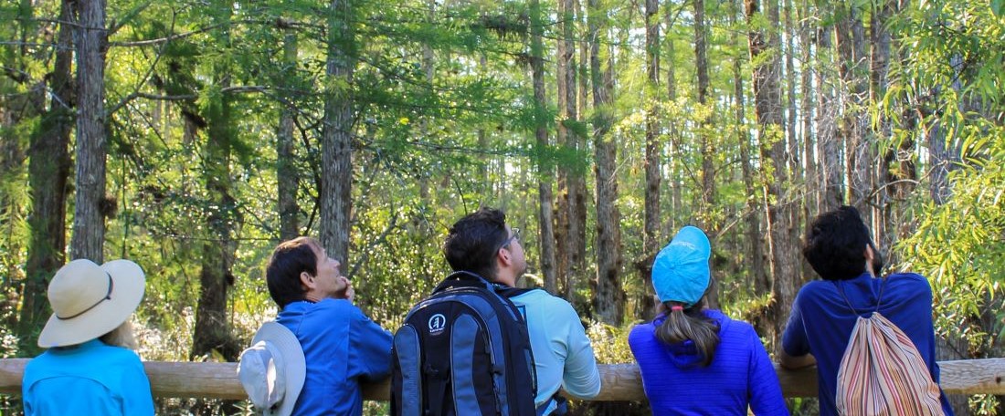 Group of people looking into native canopy of cypress trees