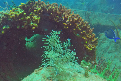 Prefabricated Reef Module
