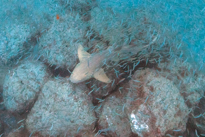Limestone Rock Artificial Reef with Shark