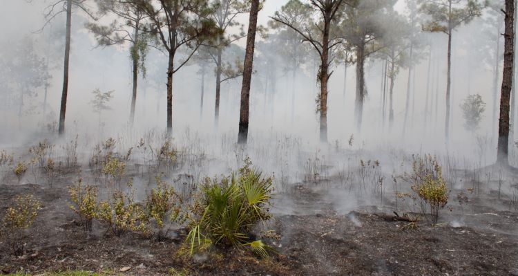 Prescribed Fire