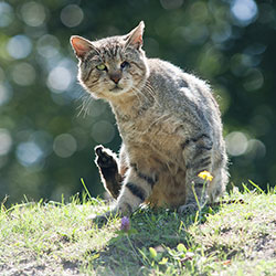 cat