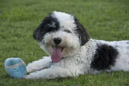 dog