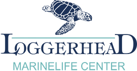 loggerhead marinelife center logo