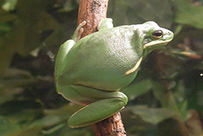 frog