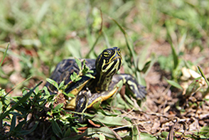 turtle