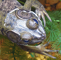 frog