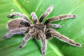 spider