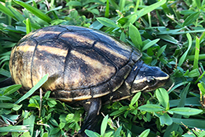 turtle