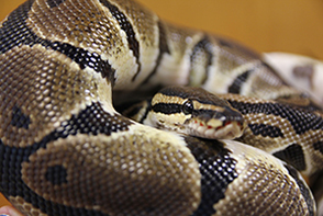 snake