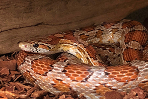 snake