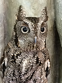 owl