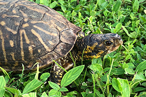 turtle