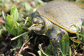 turtle