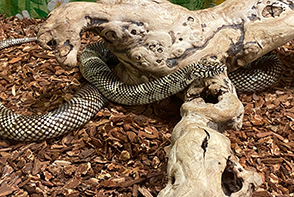 snake