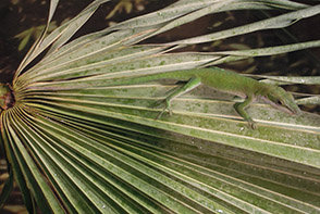 lizard