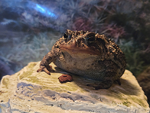 toad