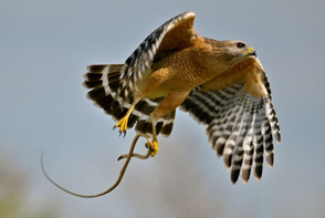 bird