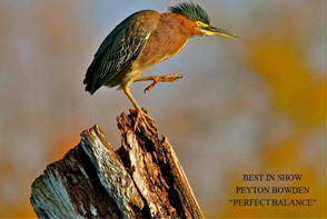 bird