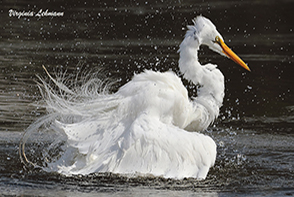 bird