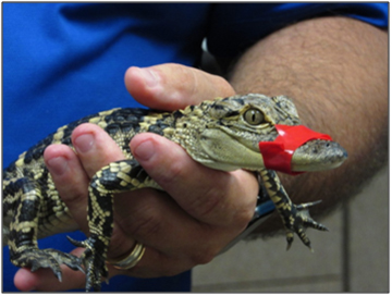reptiles