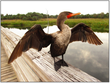 birding 101