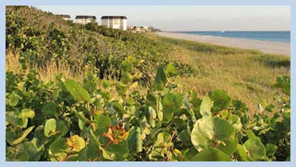 coastal dune