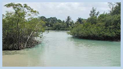 mangrove