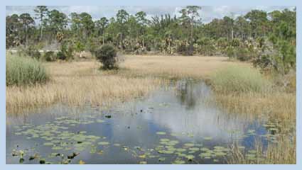 marsh
