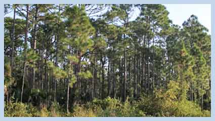 flatwoods
